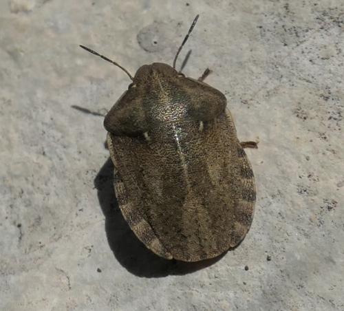 Réf. 234 165 : Eurygaster testudinaria