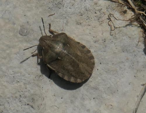 Réf. 234 167 : Eurygaster testudinaria