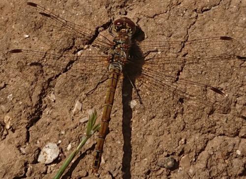 Réf. 234 601 : Sympetrum sp.