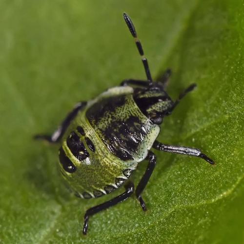 Palomena prasina