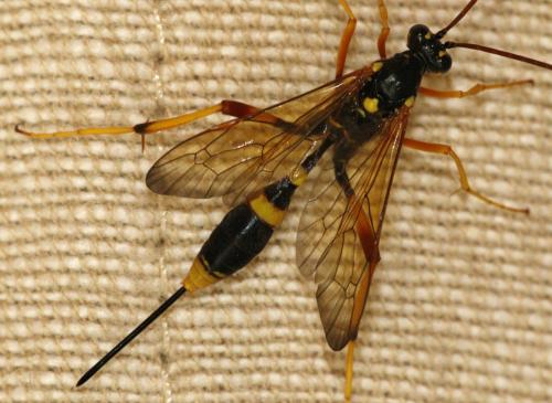 Réf. 234 576 : Acroricnus seductor