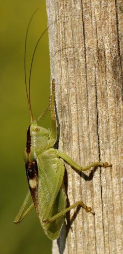 Réf. 234 829 : Tettigonia cantans
