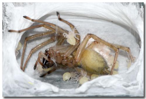 Cheiracanthium sp.