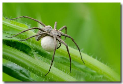Réf. 234 567 : Pisaura mirabilis