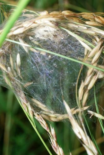 Pisaura mirabilis