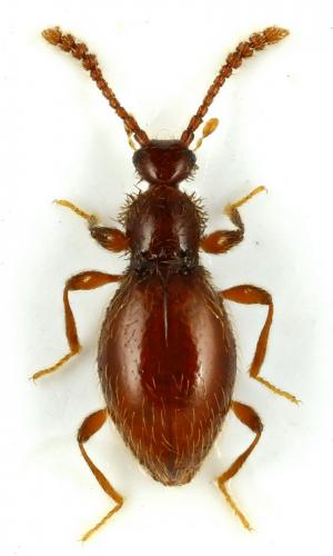 Euconnus allemandi