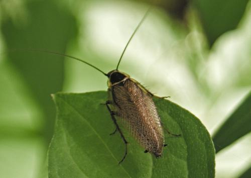 Ectobius sylvestris