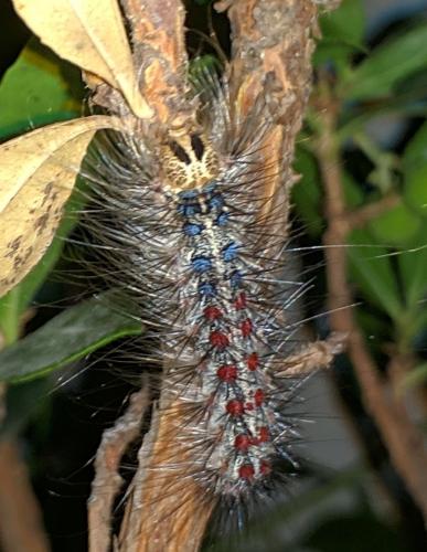 Réf. 234 527 : Lymantria dispar