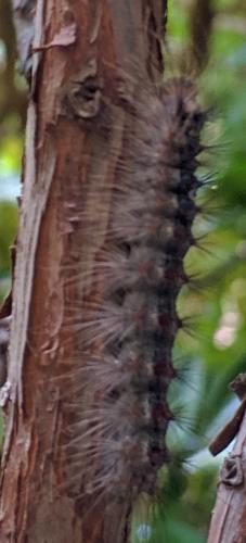 Lymantria dispar