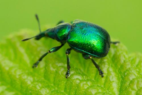 Byctiscus betulae