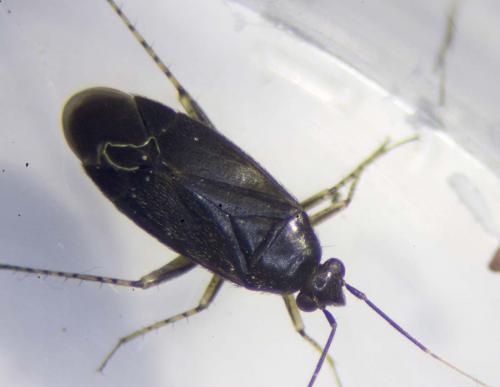 Réf. 234 261 : Plagiognathus arbustorum