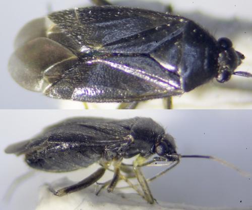 Réf. 234 262 : Plagiognathus arbustorum