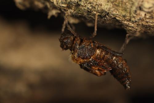 Oxygastra curtisii