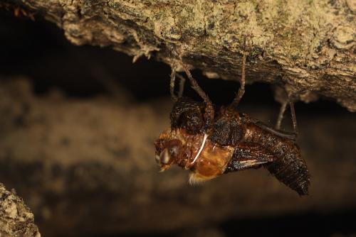Oxygastra curtisii
