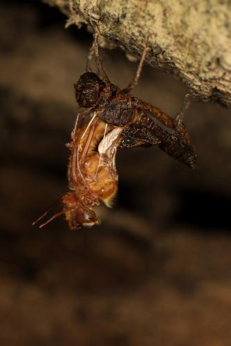 Oxygastra curtisii