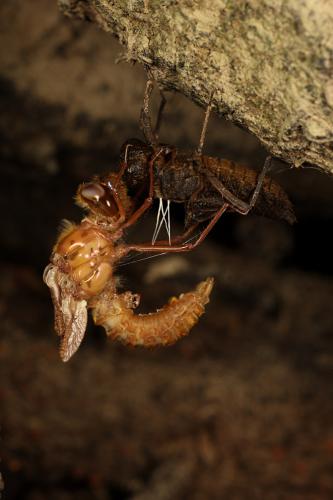 Oxygastra curtisii