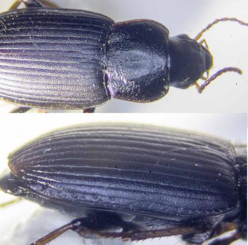 Réf. 234 191 : Semiophonus signaticornis