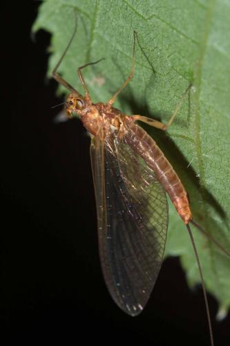 Rhithrogena sp.