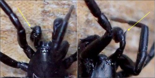 Réf. 234 549 : Drassyllus praeficus