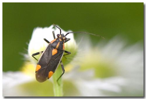 Réf. 234 820 : Capsodes flavomarginatus