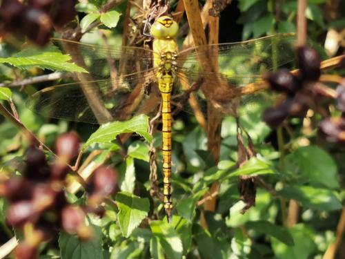 Réf. 234 411 : Aeshna affinis