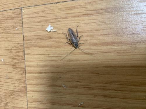 Ectobius sp.