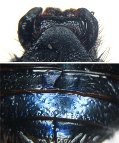 Geotrupes stercorarius