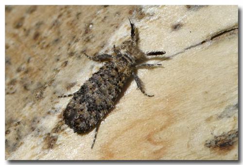 Ochsenheimeria taurella