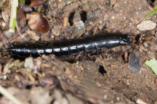 Carabinae