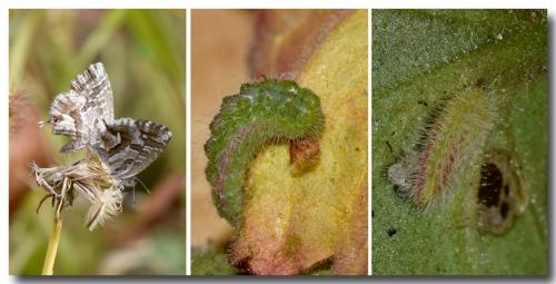 Réf. 234 772 : Cacyreus marshalli