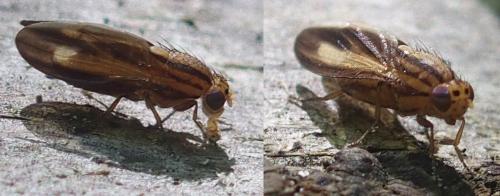 Peplomyza discoidea