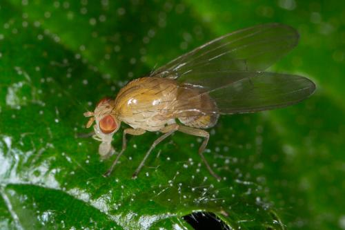 Sapromyza sp.