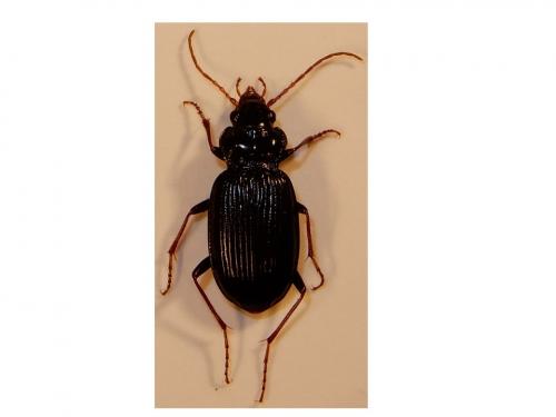 Nebria brevicollis