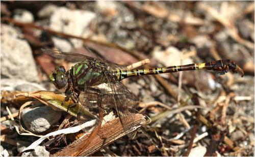 Réf. 234 333 : Paragomphus genei