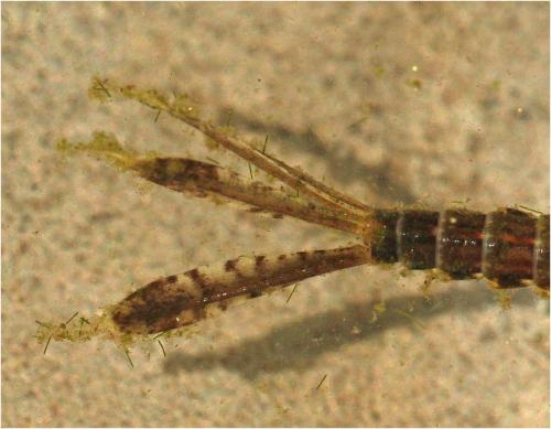 Platycnemis pennipes