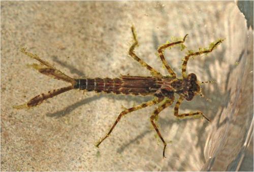 Réf. 234 269 : Platycnemis pennipes