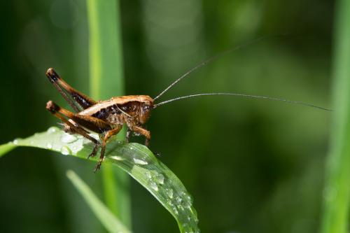 Réf. 234 756 : Tettigoniinae inconnu