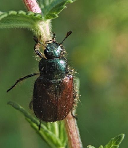 Réf. 234 873 : Phyllopertha horticola