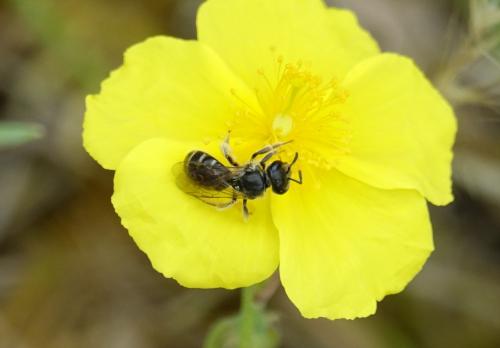 Lasioglossum sp.