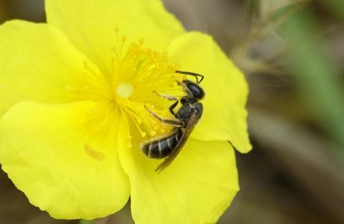 Lasioglossum sp.
