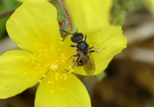 Lasioglossum sp.