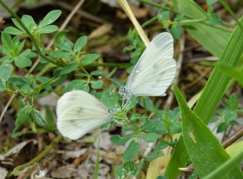 Réf. 234 140 : Leptidea sp.