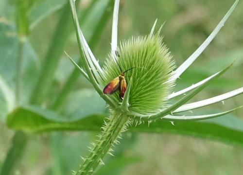Nemophora cupriacella