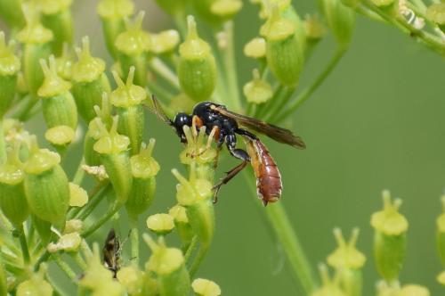 Réf. 234 328 : Tryphoninae inconnu