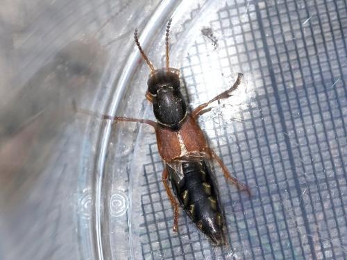 Réf. 234 536 : Staphylinus dimidiaticornis