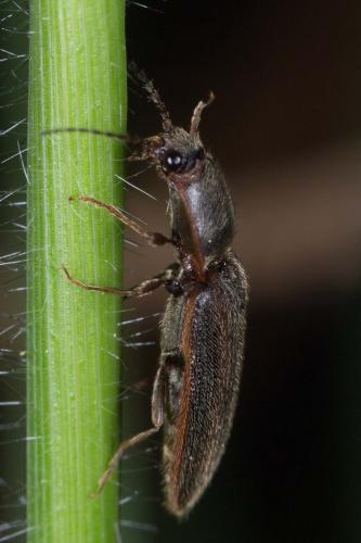 Réf. 234 068 : Athous sp.