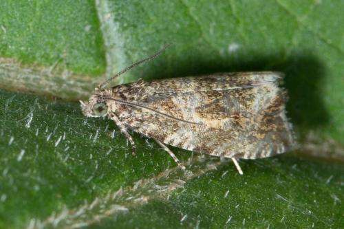 Celypha lacunana