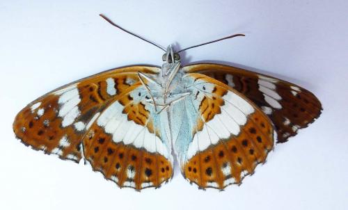 Réf. 234 094 : Limenitis camilla