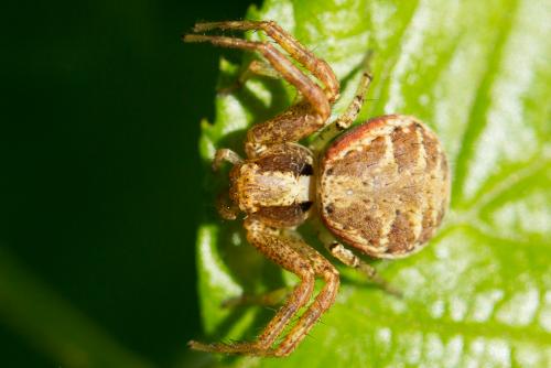 Réf. 234 159 : Xysticus lanio