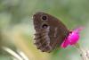 234945 – Photo : alain Roujas – France (31)